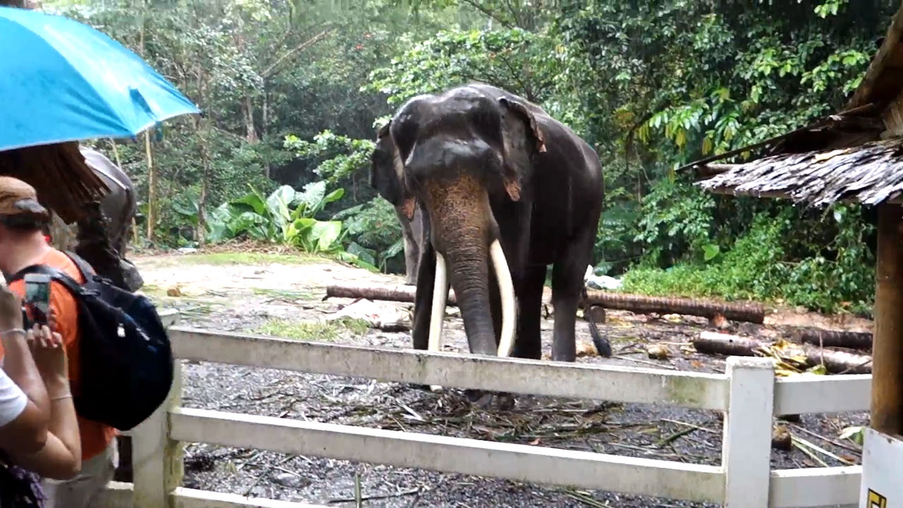 Visiting the Koh Samui Elephant Sanctuary In The Rain