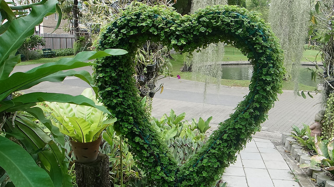 Heart hedge in Bangkok park during my pussy hunt